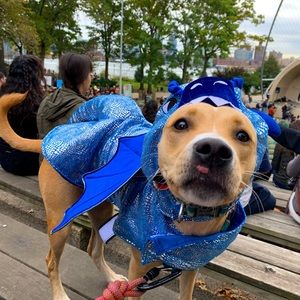 Dog Halloween costume blue dragon - Chewy Frisco